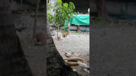 kinantot ng kapitbahay